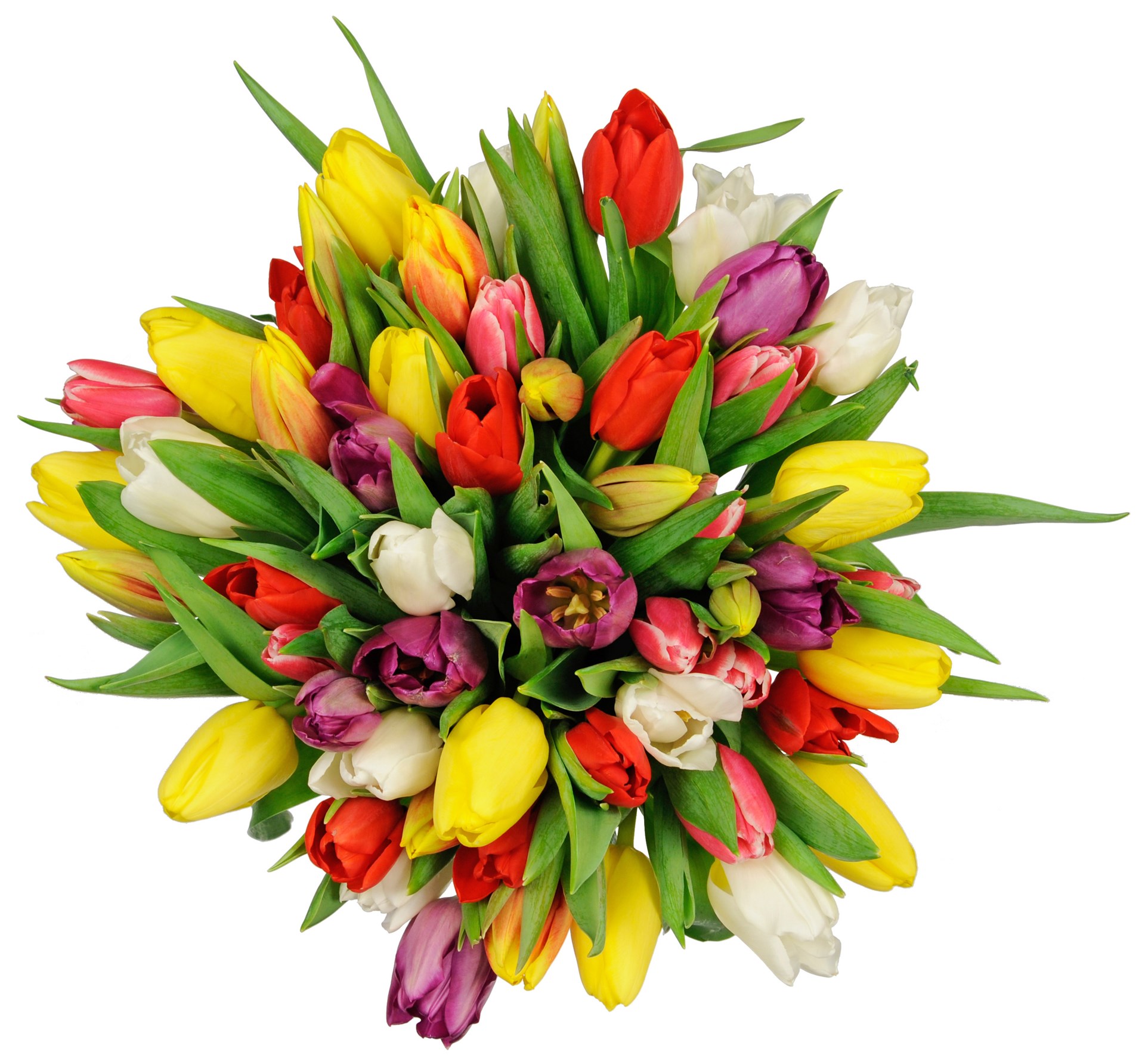product image for Tulipa
