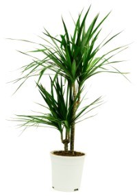 product image for Dracaena