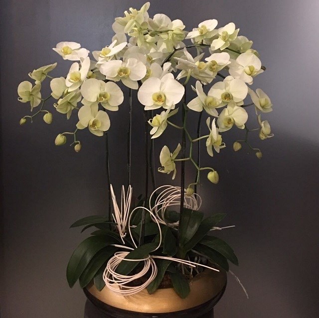 Phalaenopsis in ceramic vase