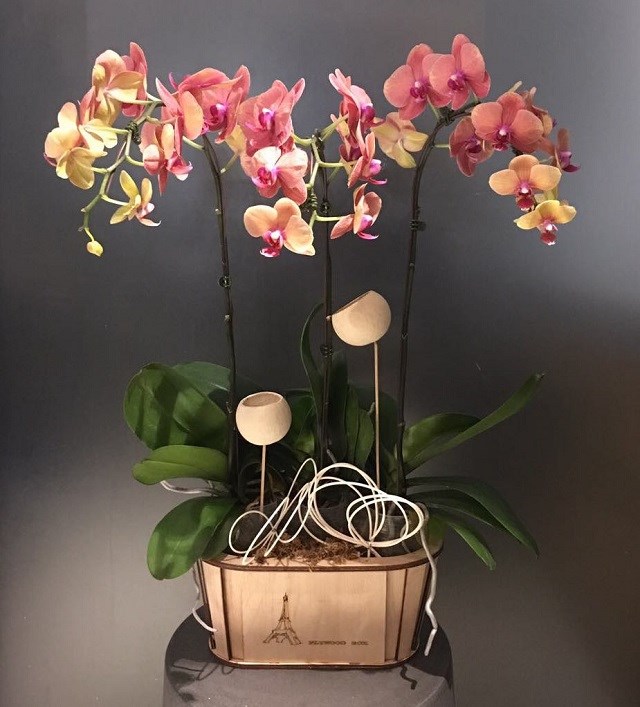 product image for Phalaenopsis in wooden vase