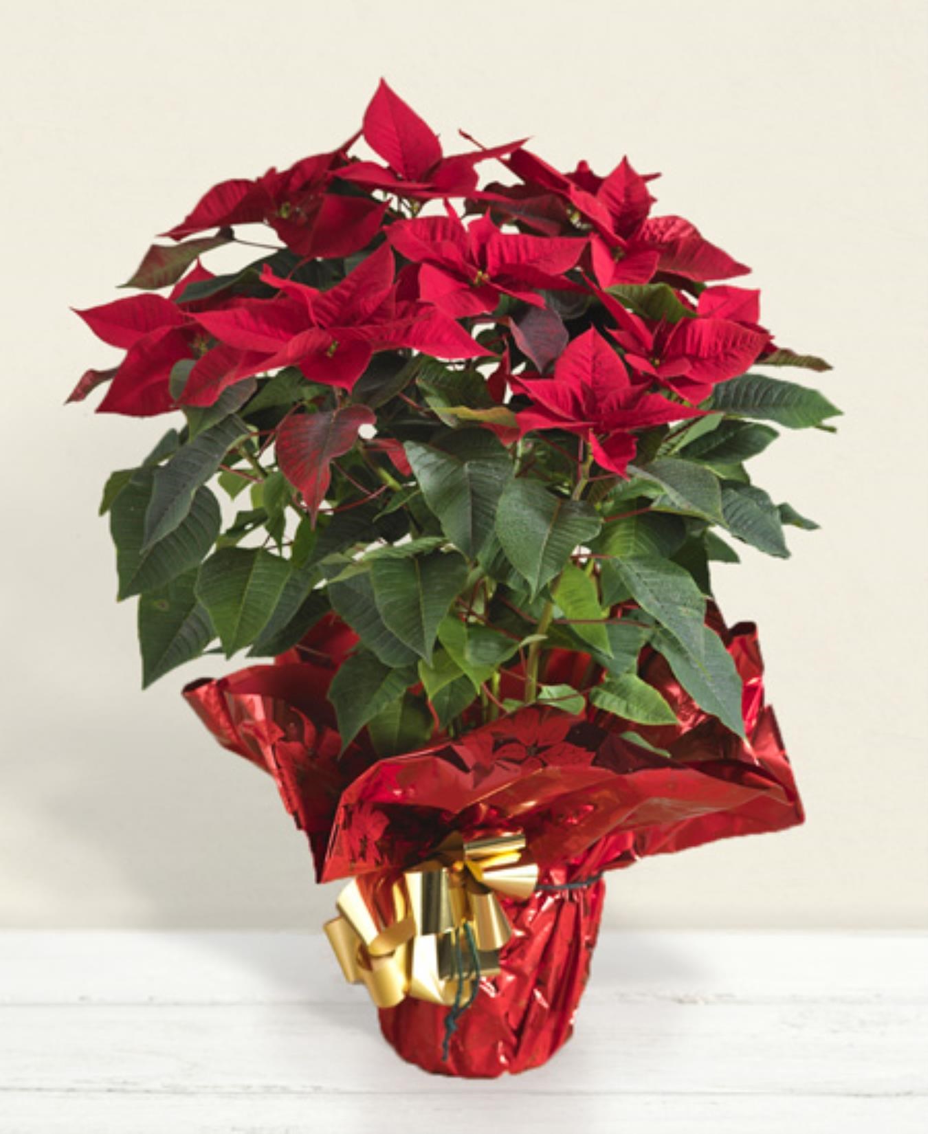 Red poinsettia