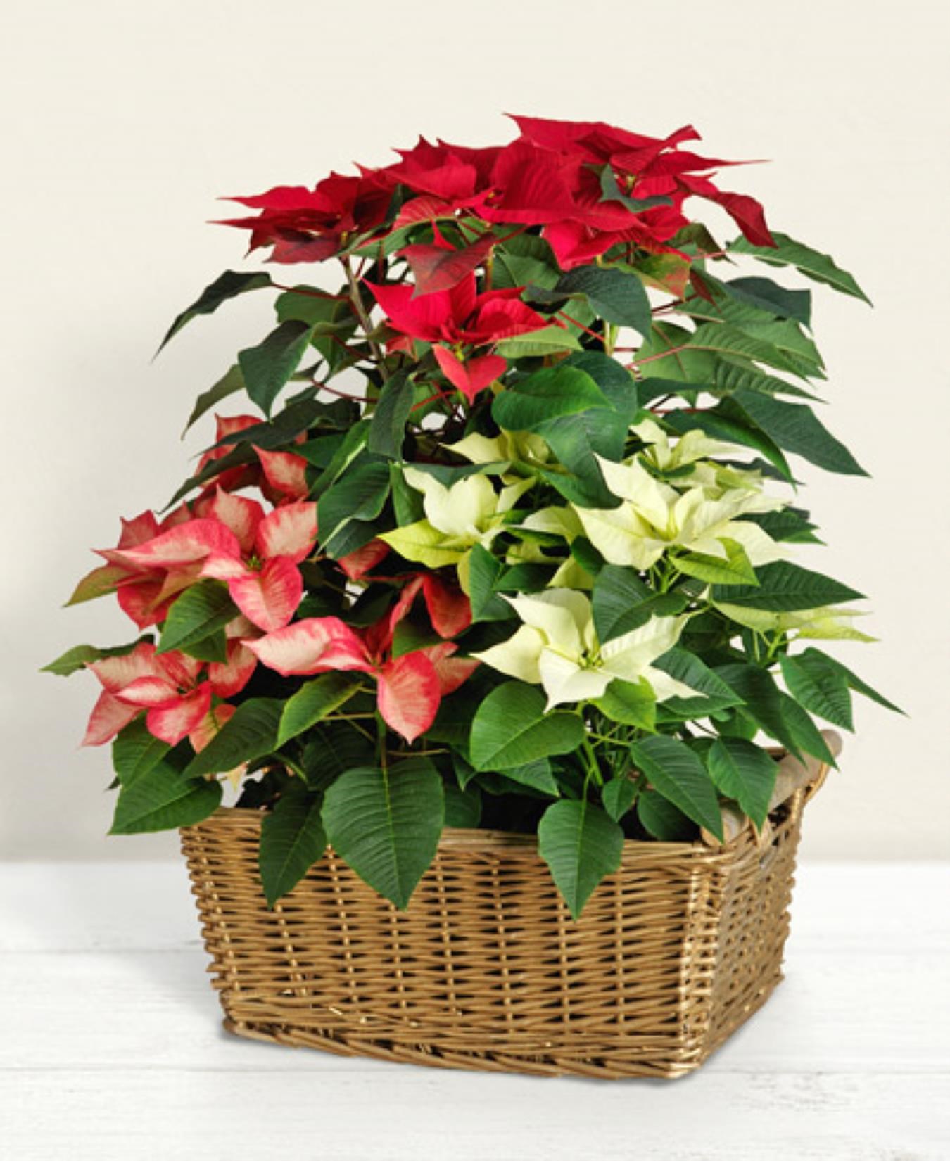 Mixed Poinsettia in cart