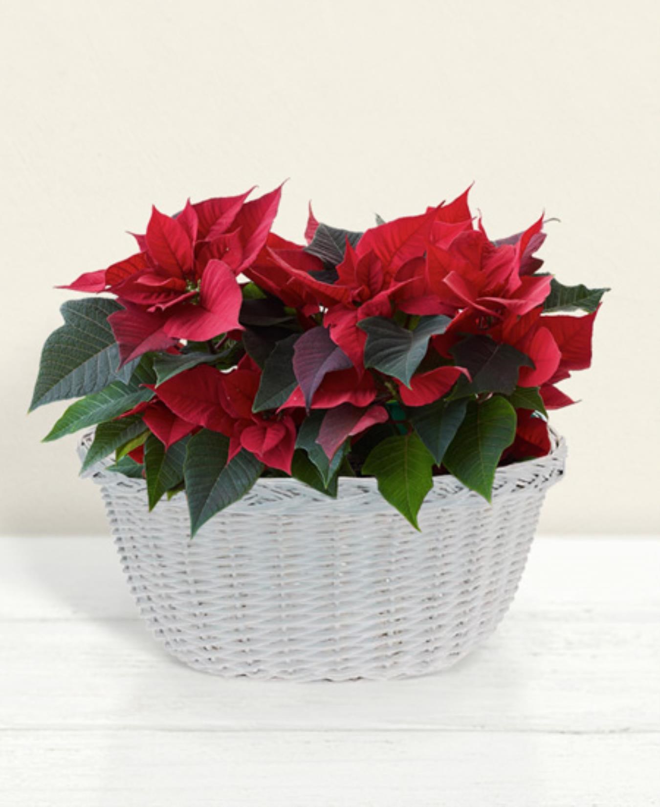 Poinsettia Basket