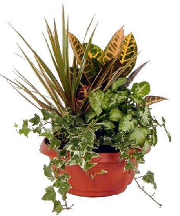 product image for Arrangement of Plants