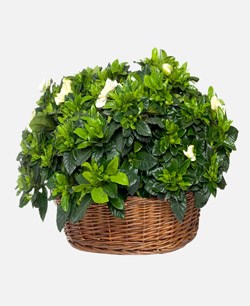 Gardenia basket