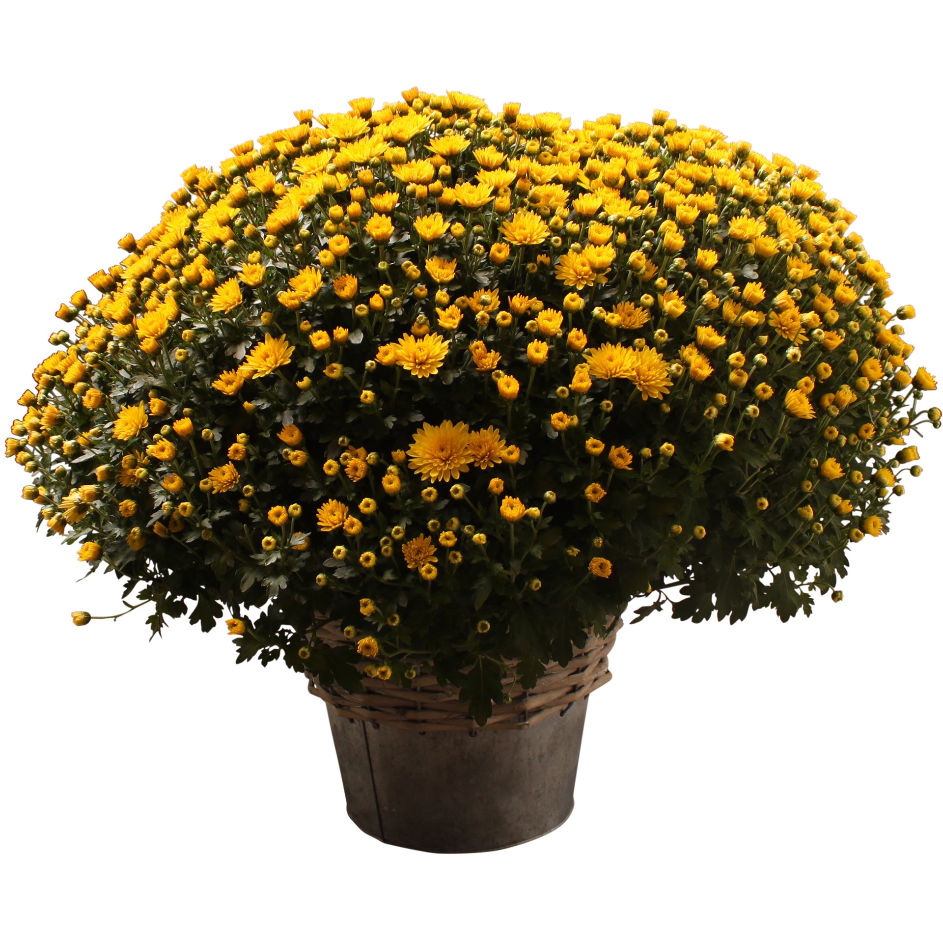 product image for Chrysanthemum