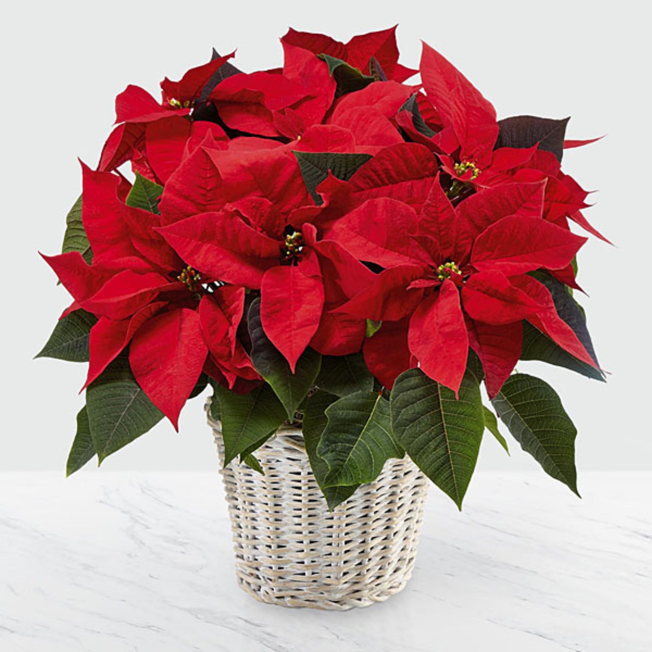 The Red Poinsettia Basket by FTD Large