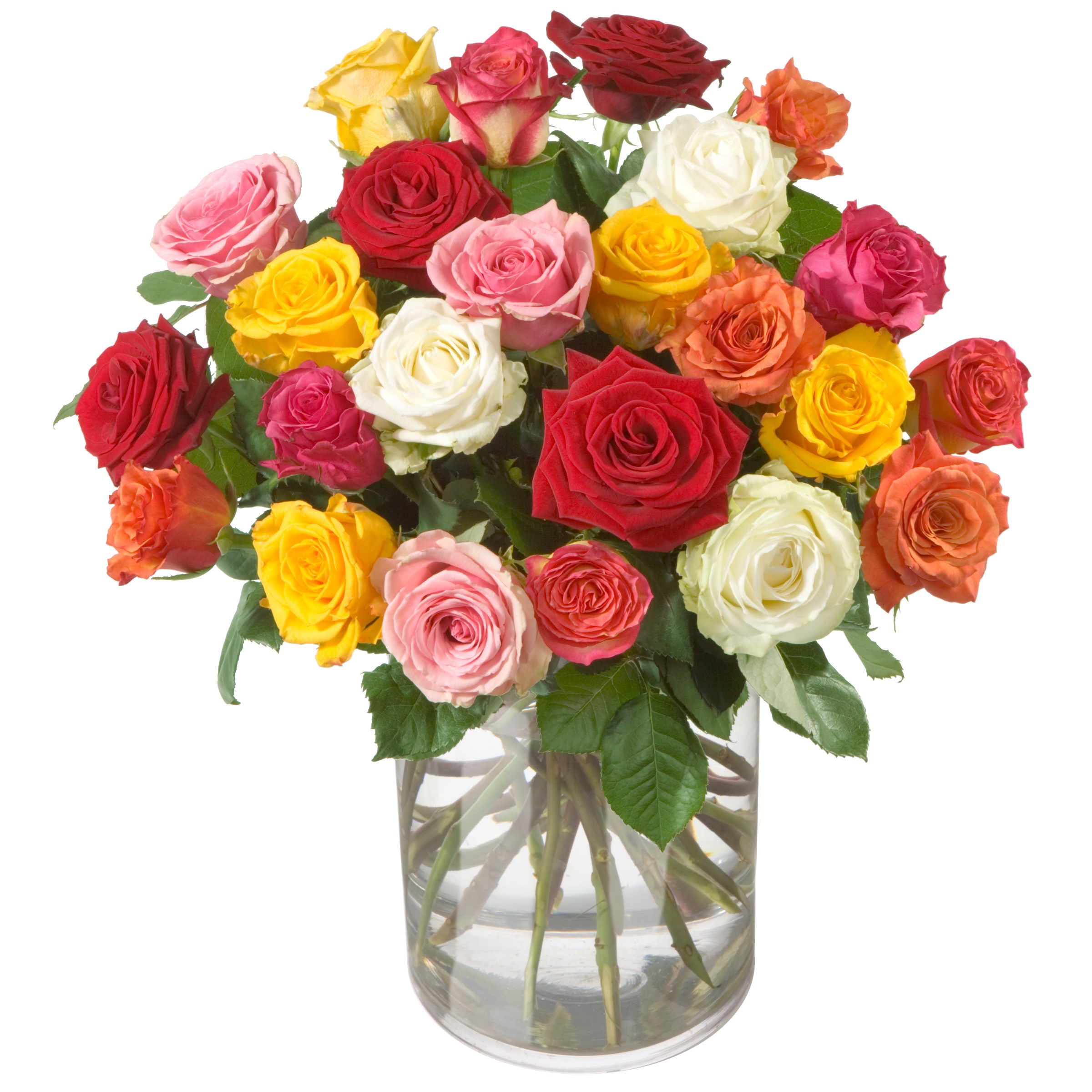 Roses Allure without vase