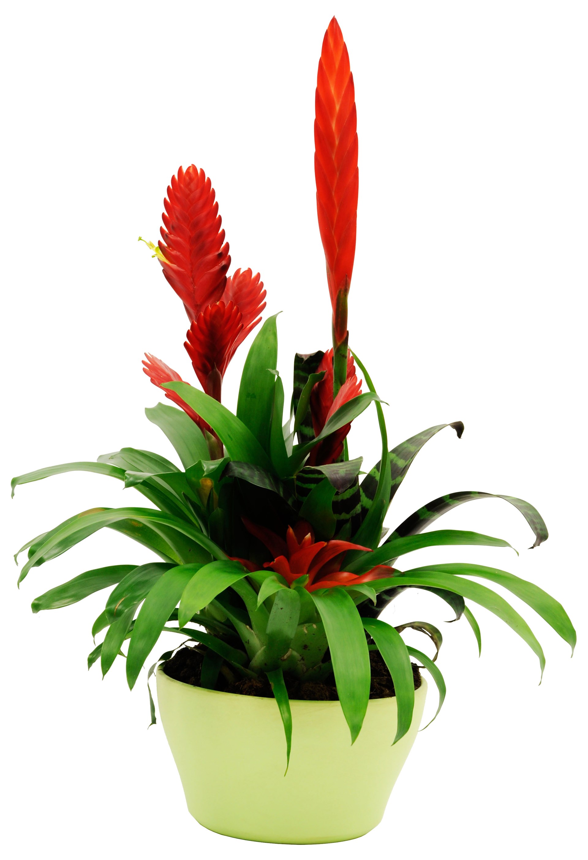 product image for Bromelias