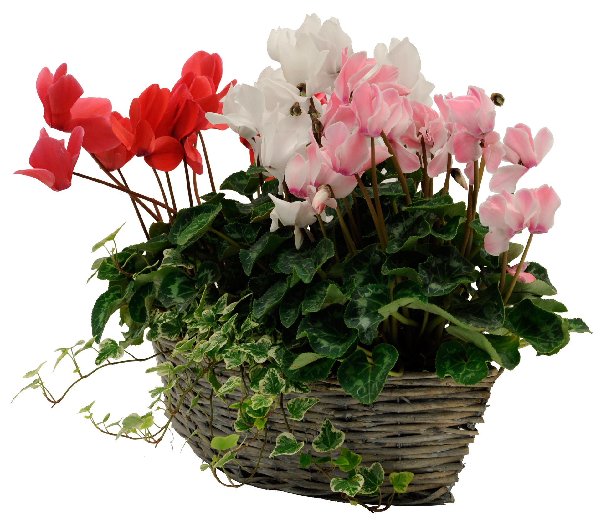 product image for Cyclamen