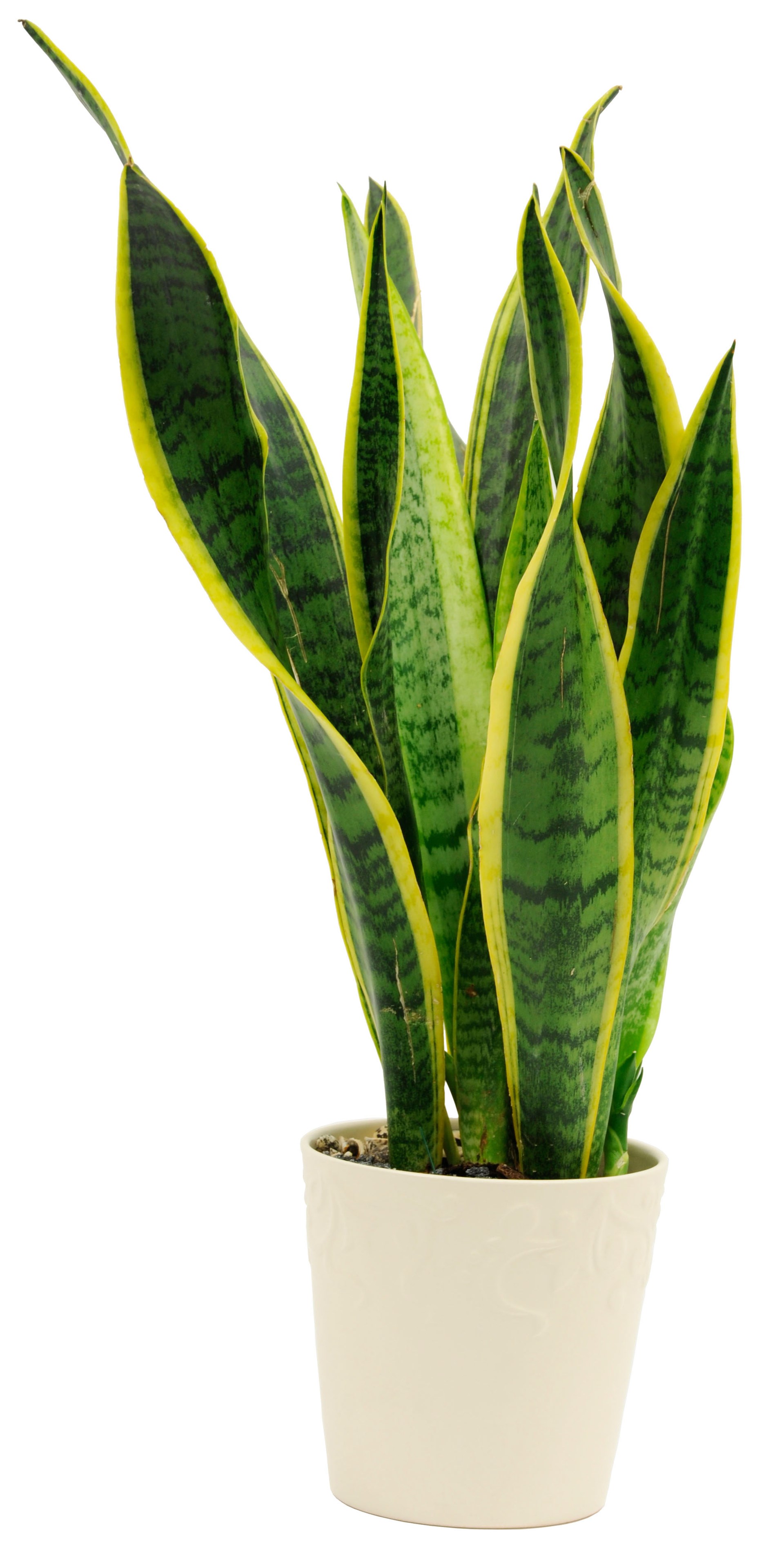 product image for Sansevieria