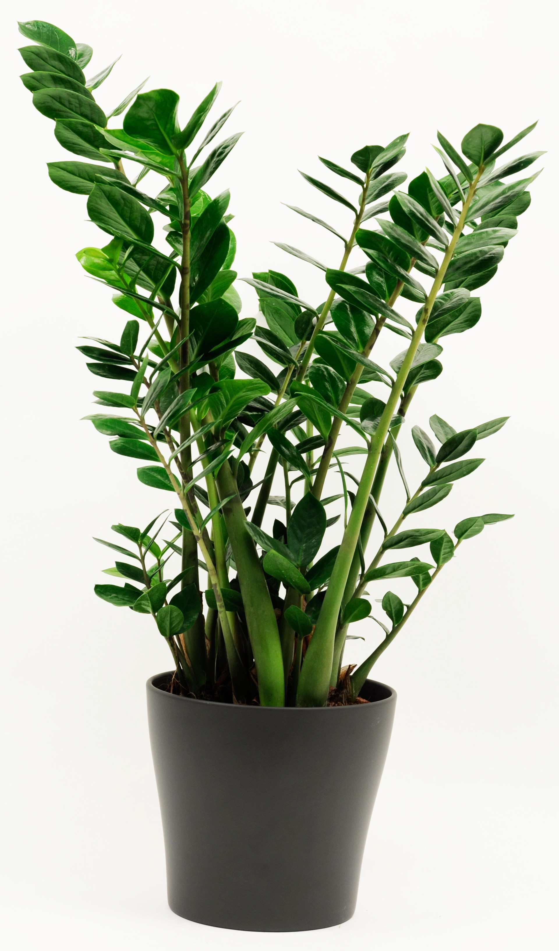 product image for Zamioculcas