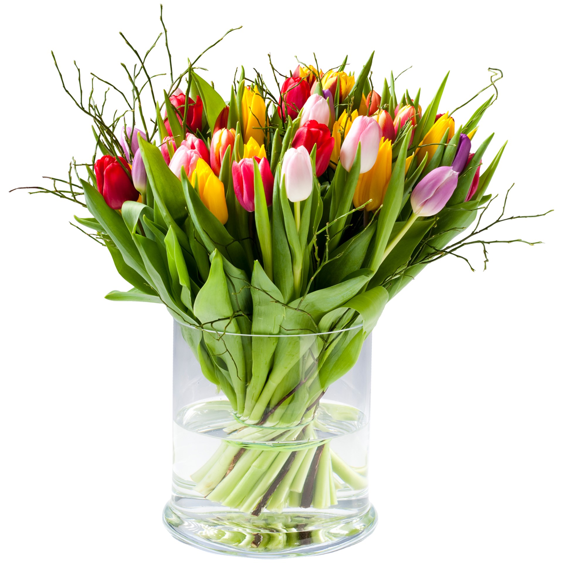 product image for Multi tulipa