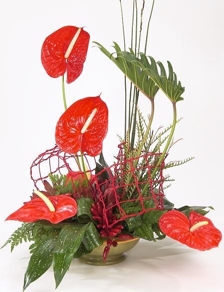 Red Anthurium ARR