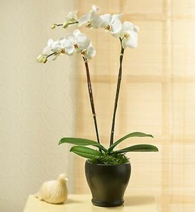 product image for PHALEONOPSIS ORCHID PLAN IN POT WITH TWO STEMS