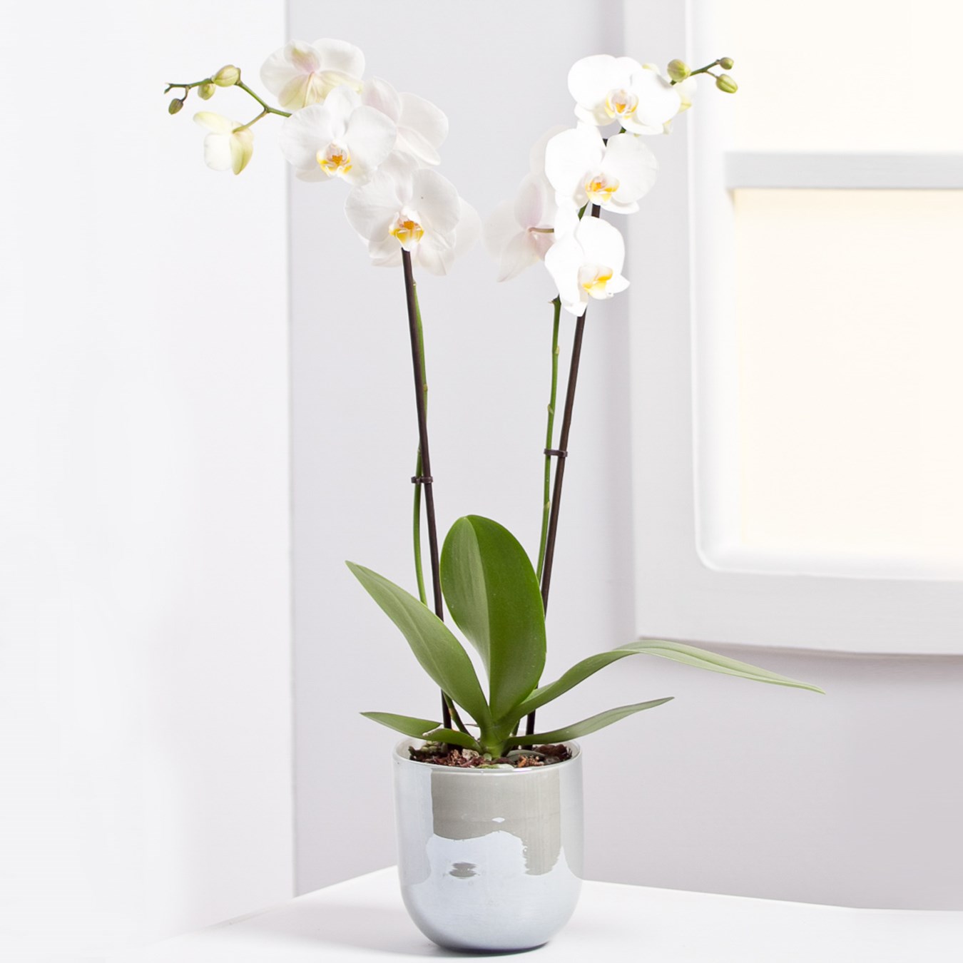 product image for Orchid Plant