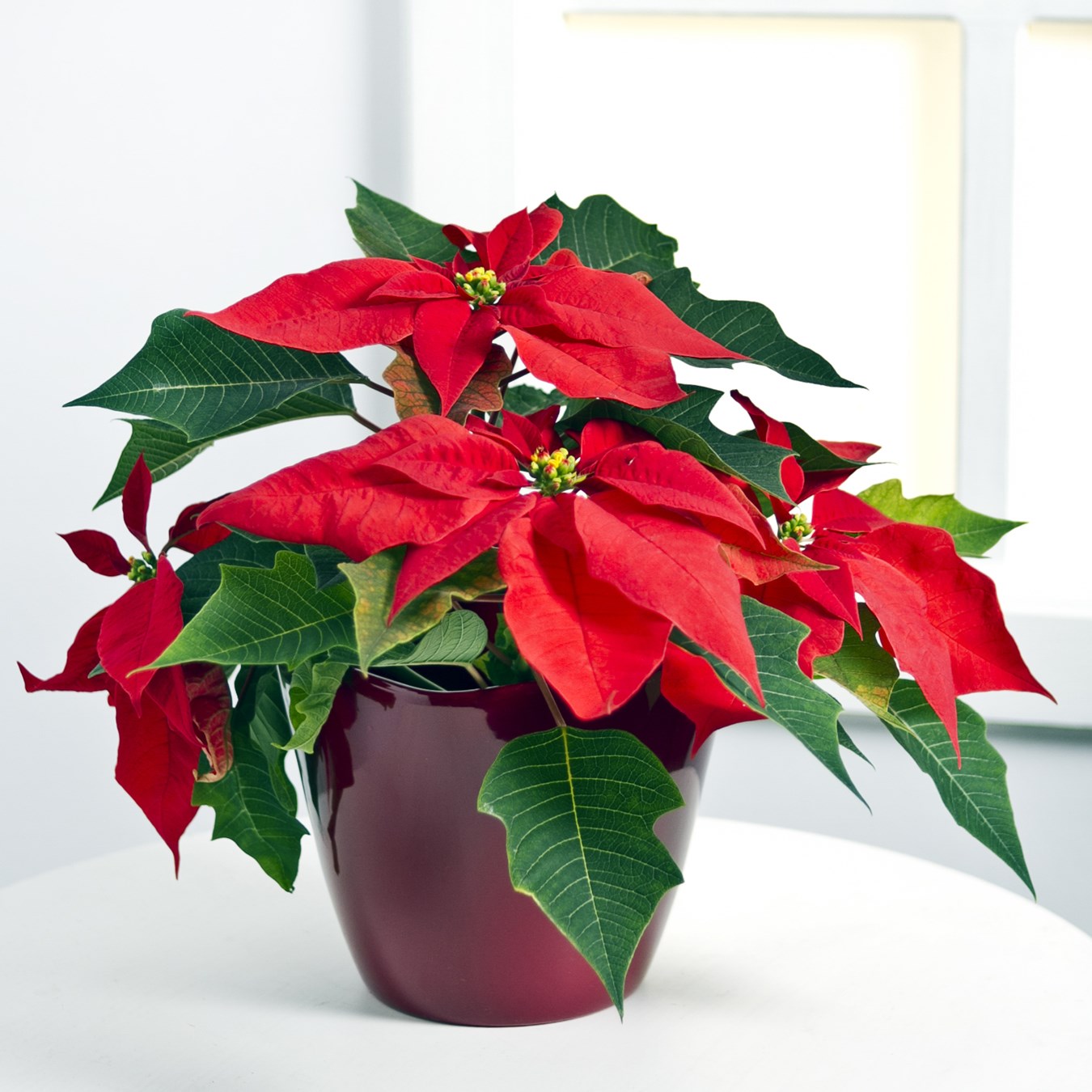 product image for Red Poinsettia