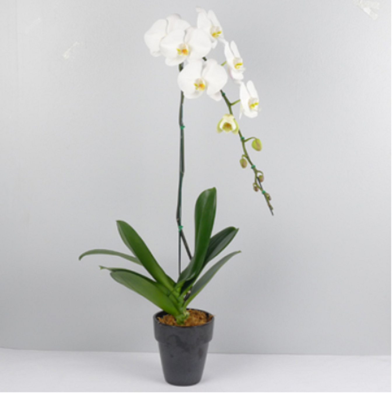 product image for White Phalaenopsis