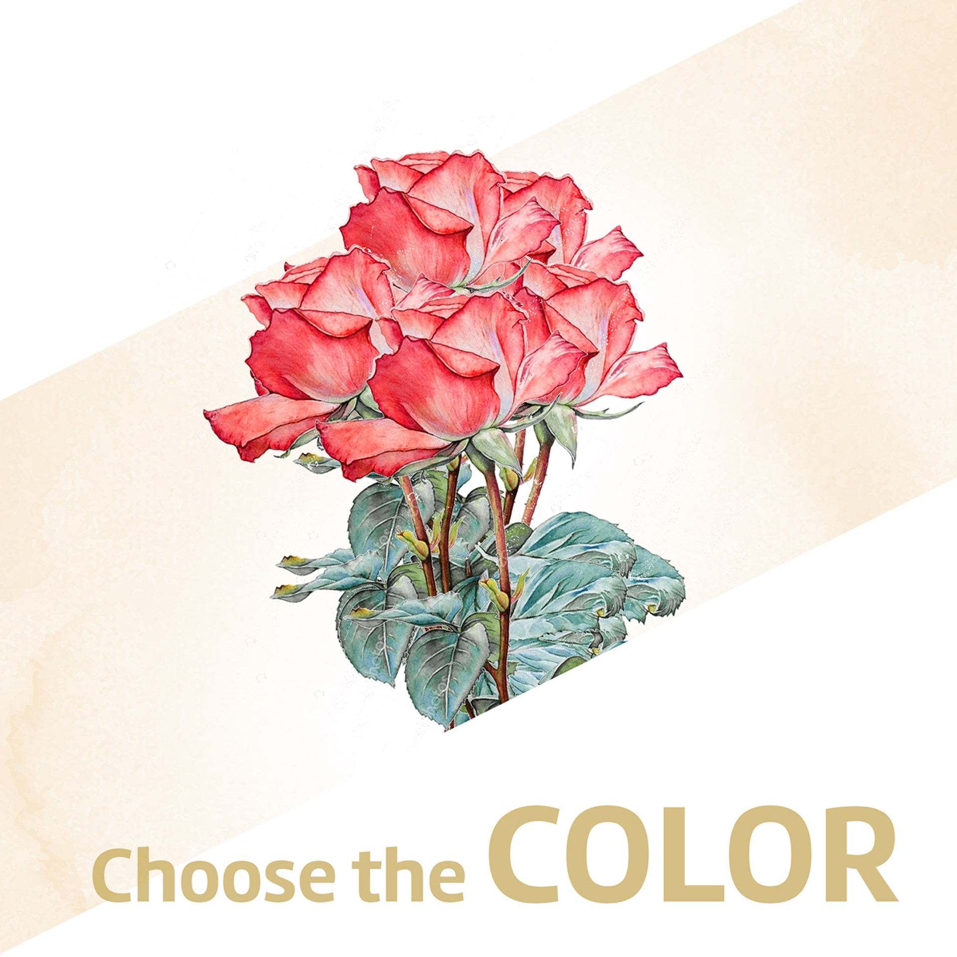 product image for 12 roses medium stemmed