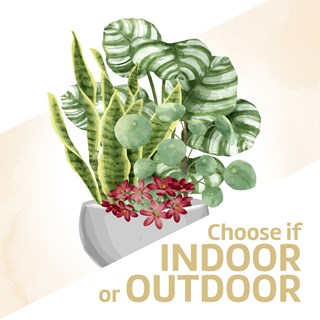 Arrangement of Plants