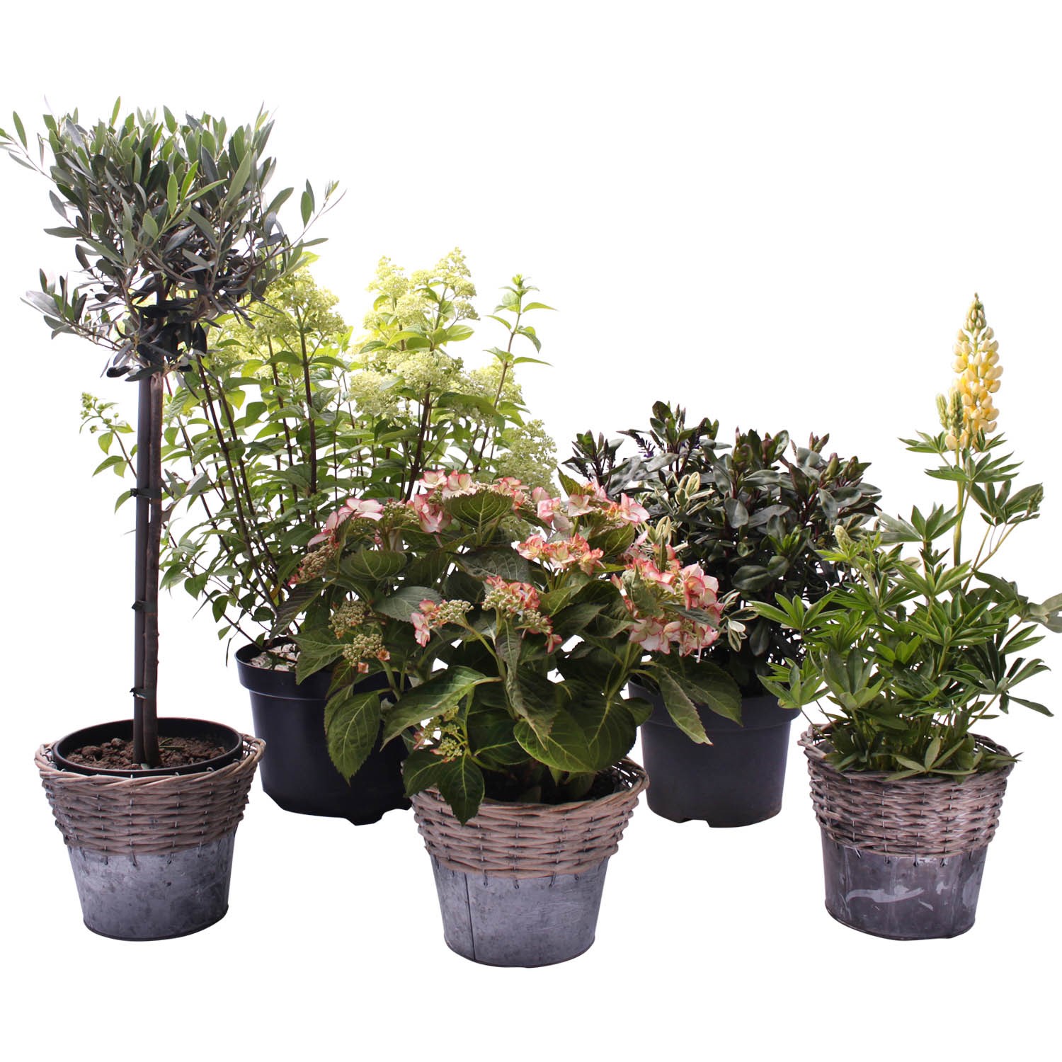 product image for Outside plant
