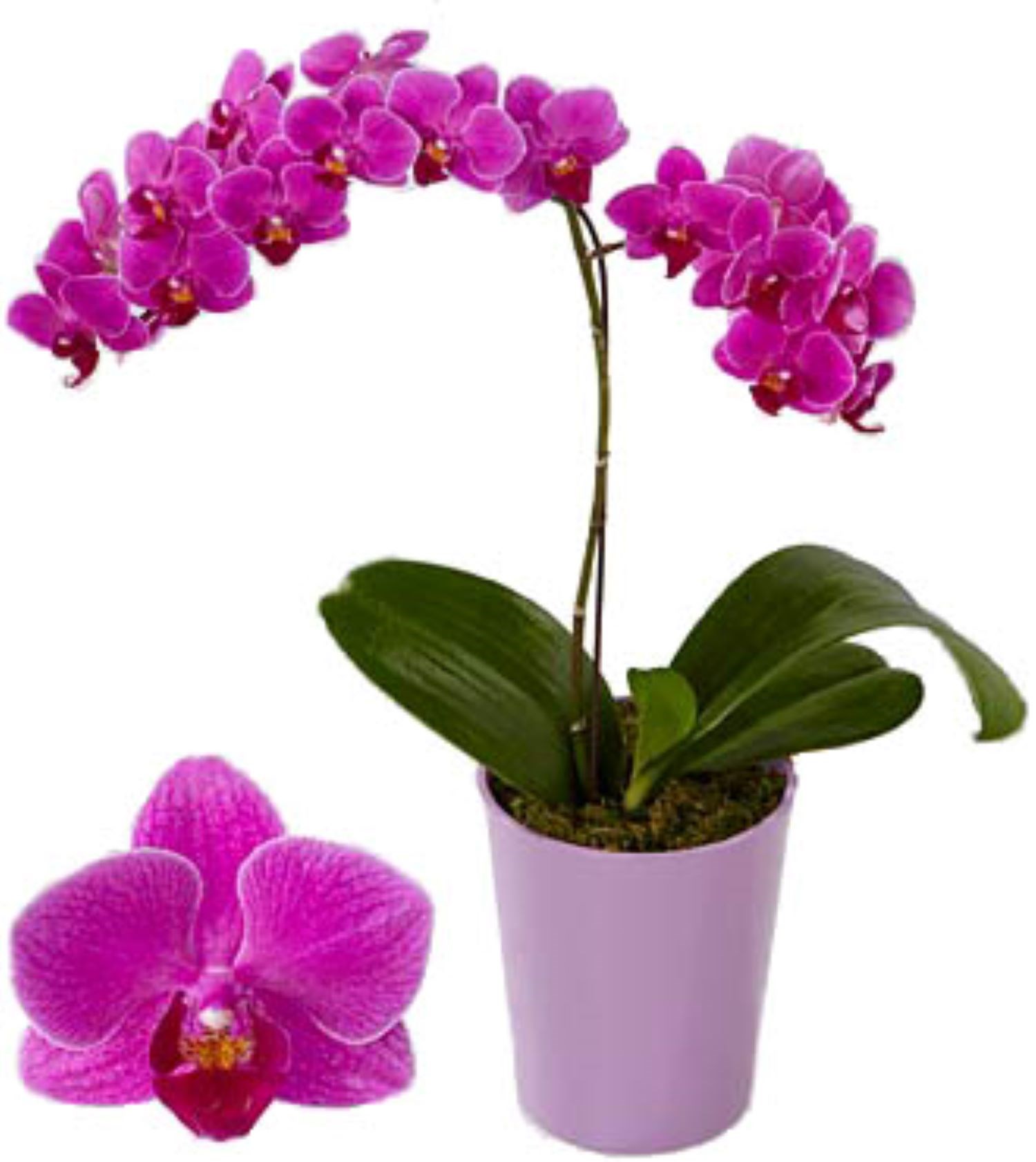Orchid with One Branch