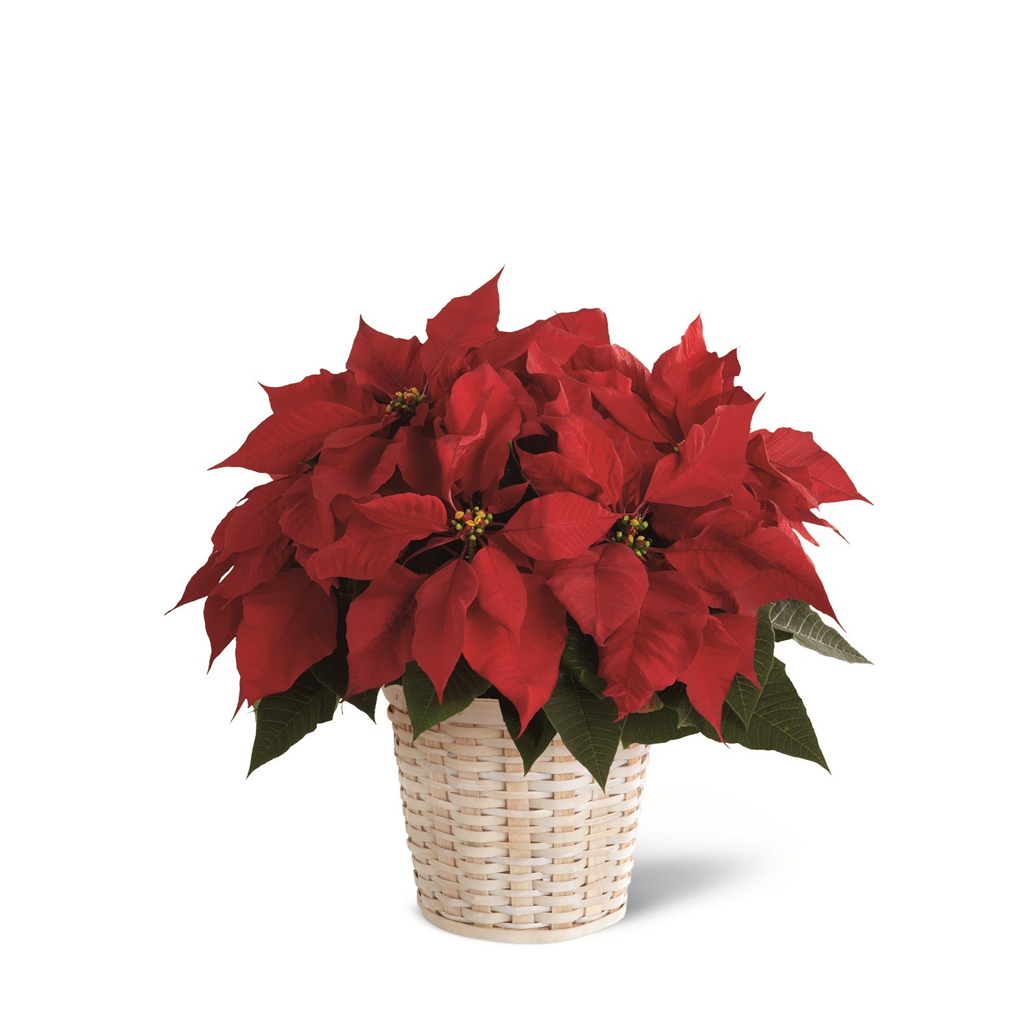 product image for Red Poinsettia Basket