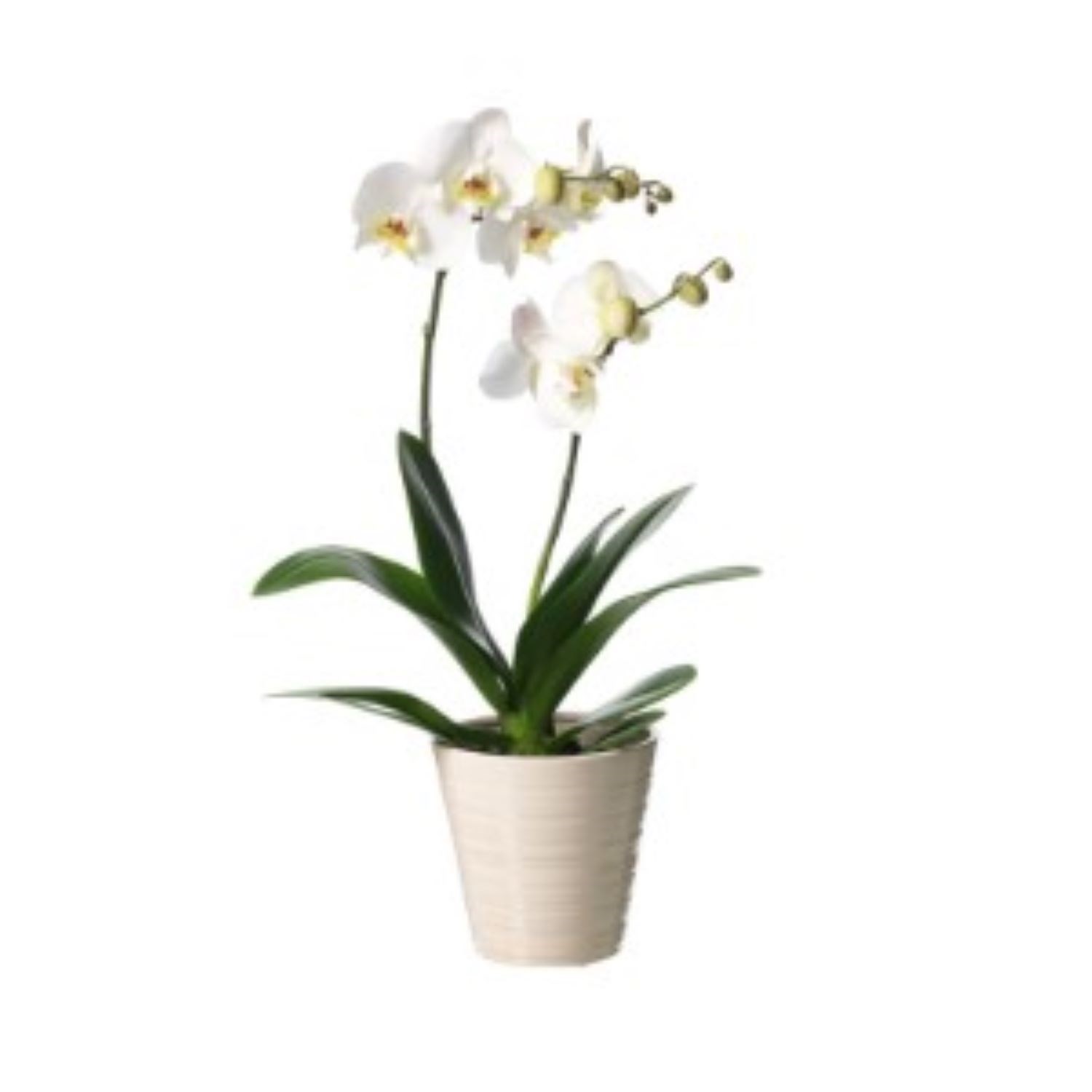 product image for Orchid