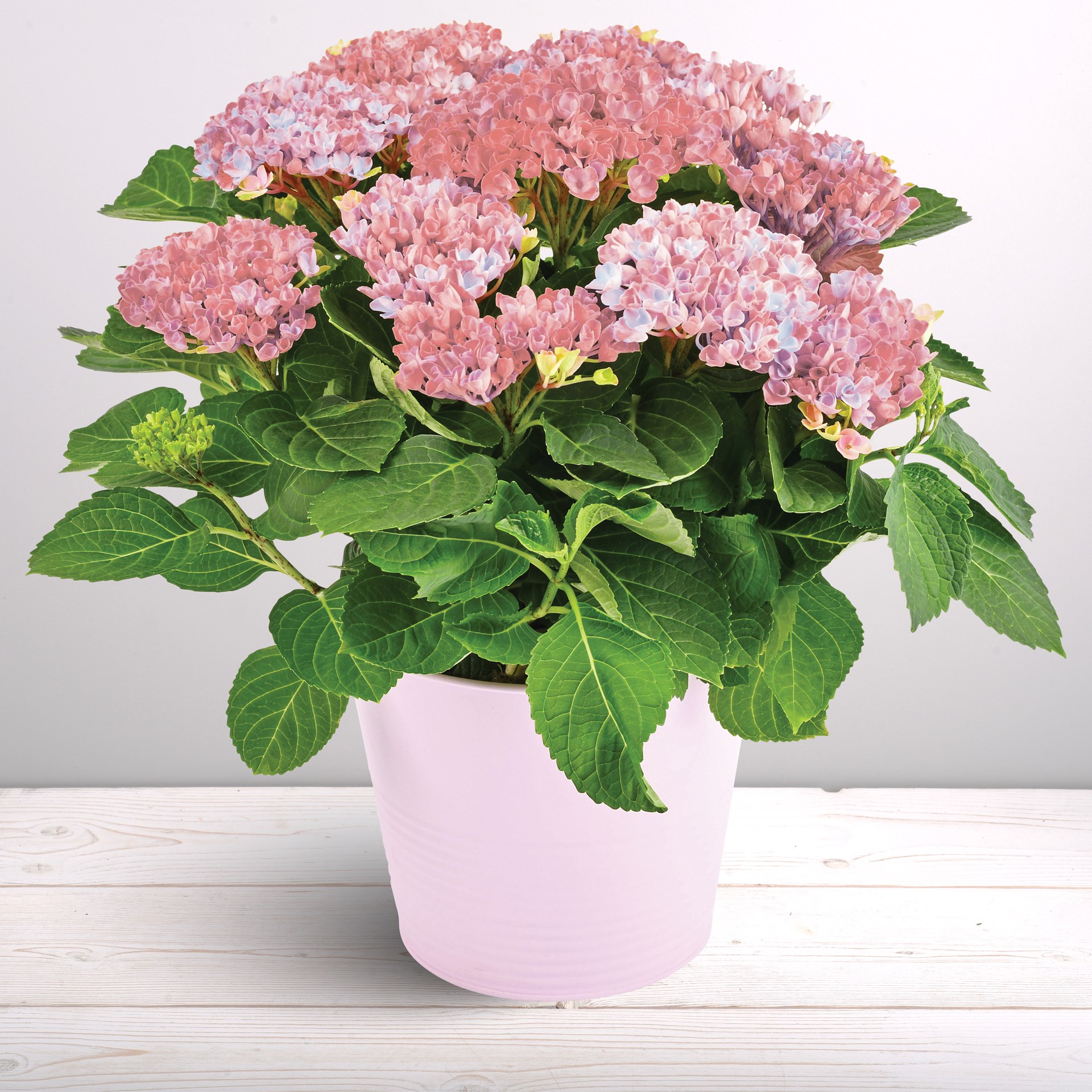 product image for Hortensia rose