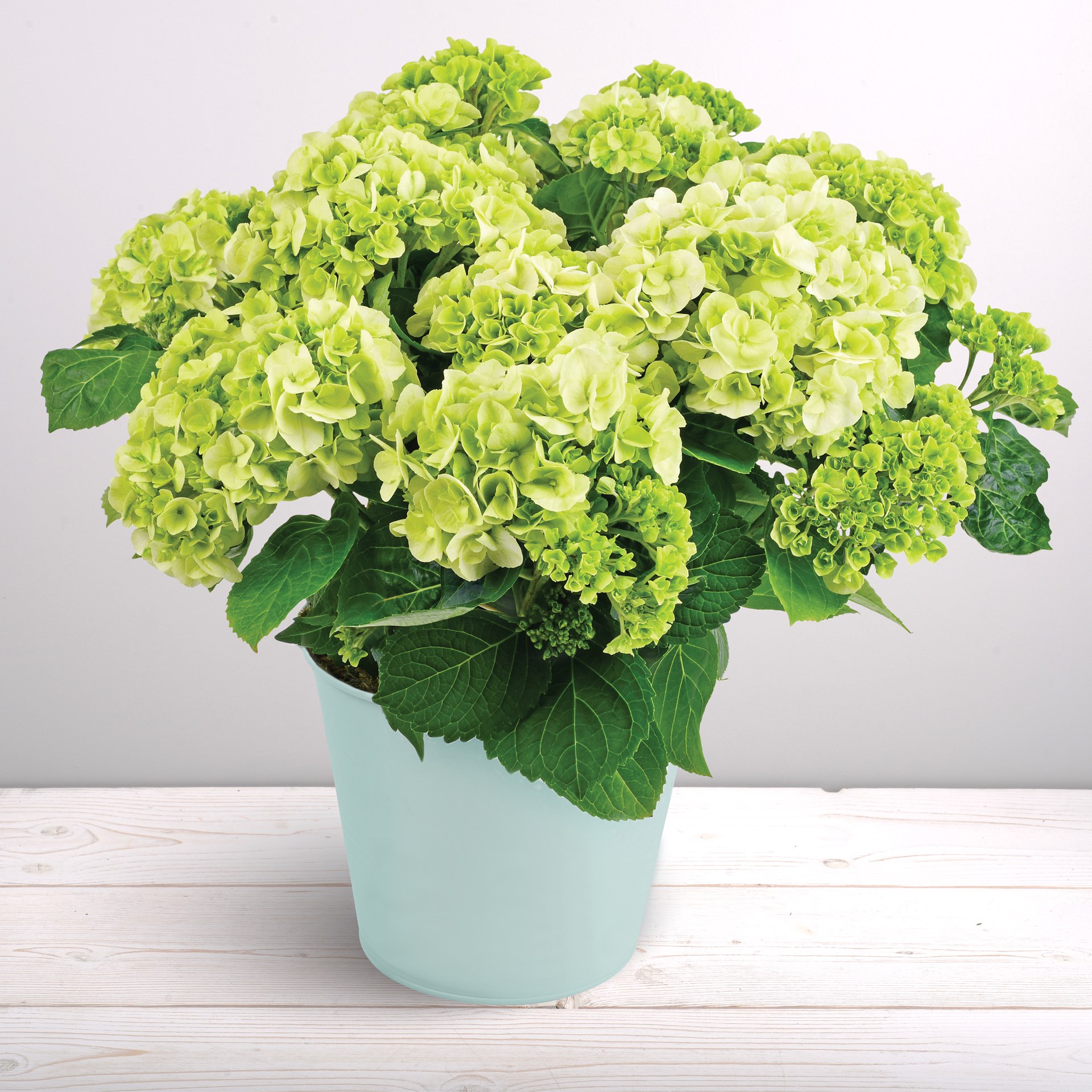 product image for Hortensia blanc