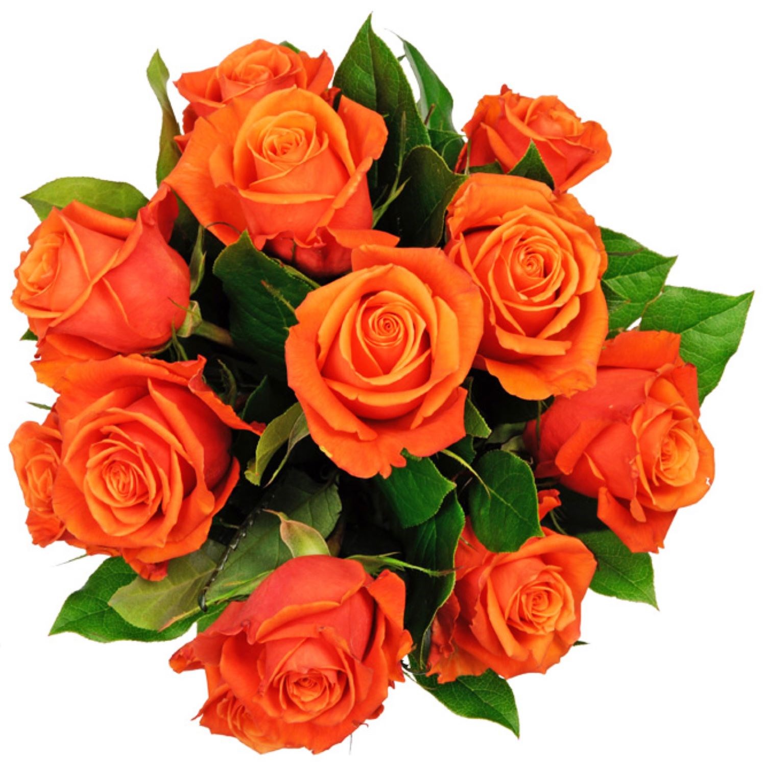 Affection Orange Roses