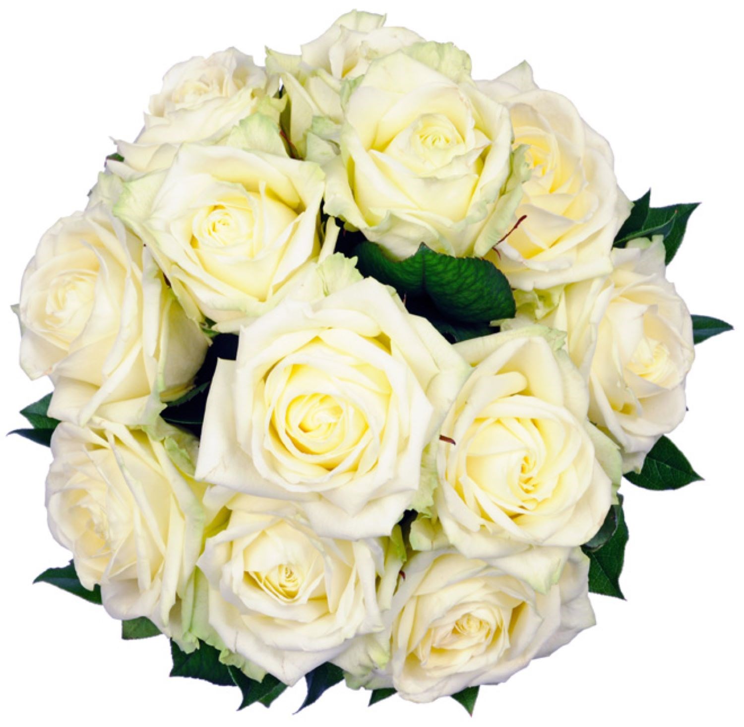 What White Roses Mean and How to Grow Them