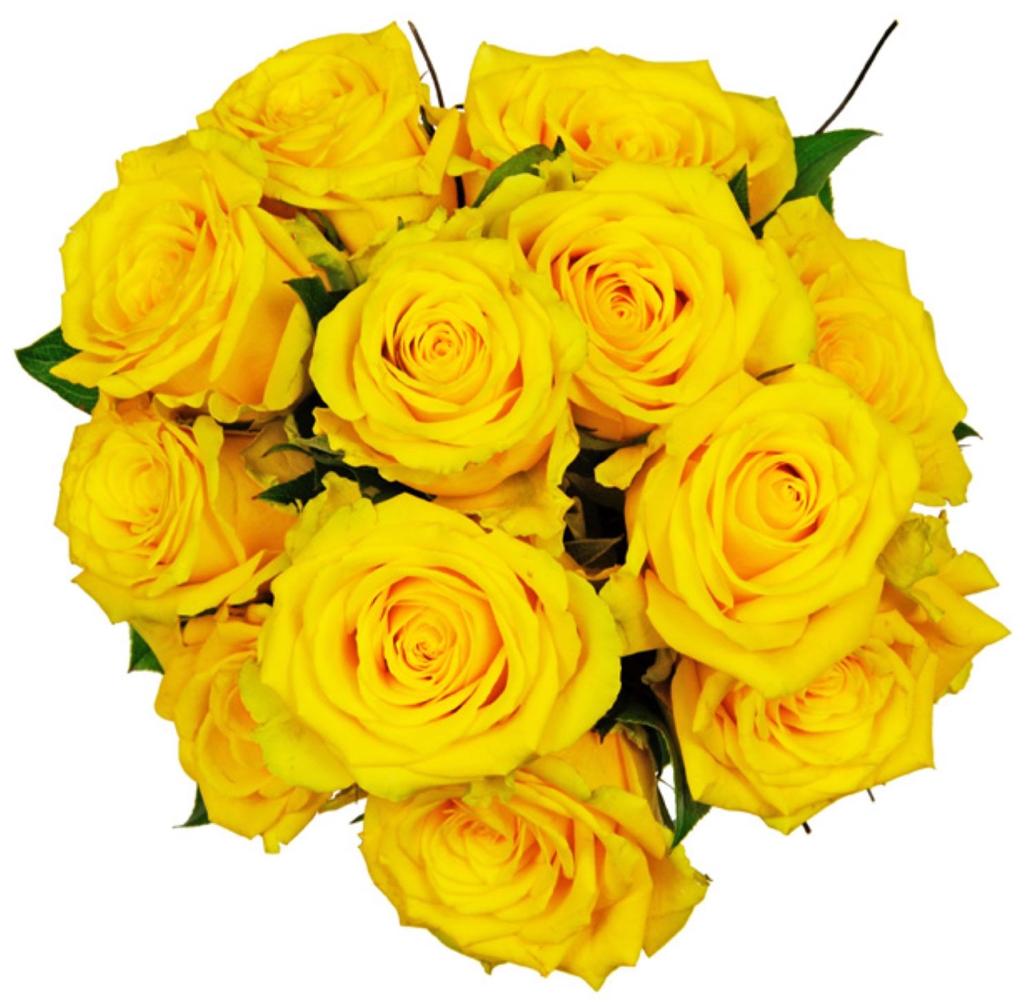 Affection Yellow Roses