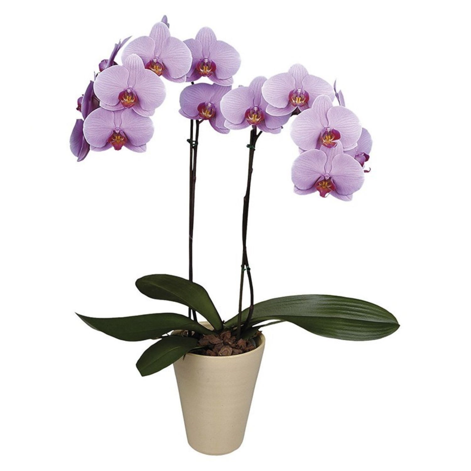 Two Branched Orchid in a Ceramic Pot
