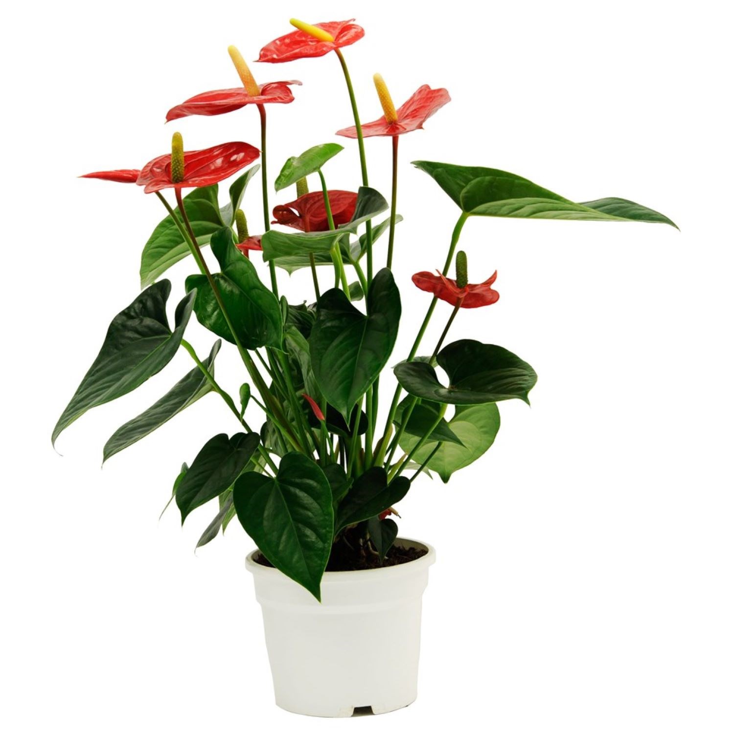 product image for Anthurium
