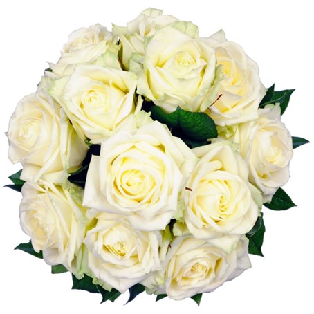 Affection White Roses