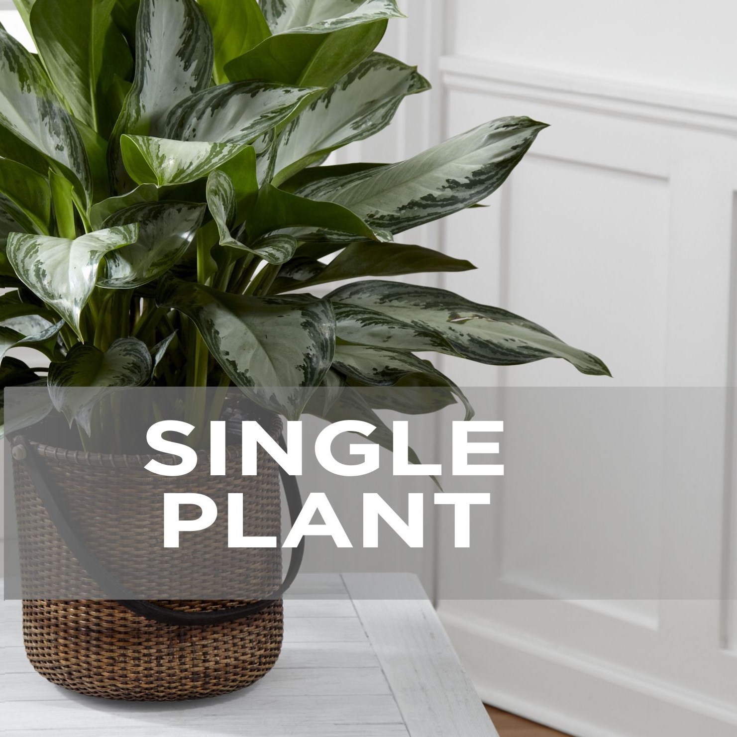 product image for Single Plant