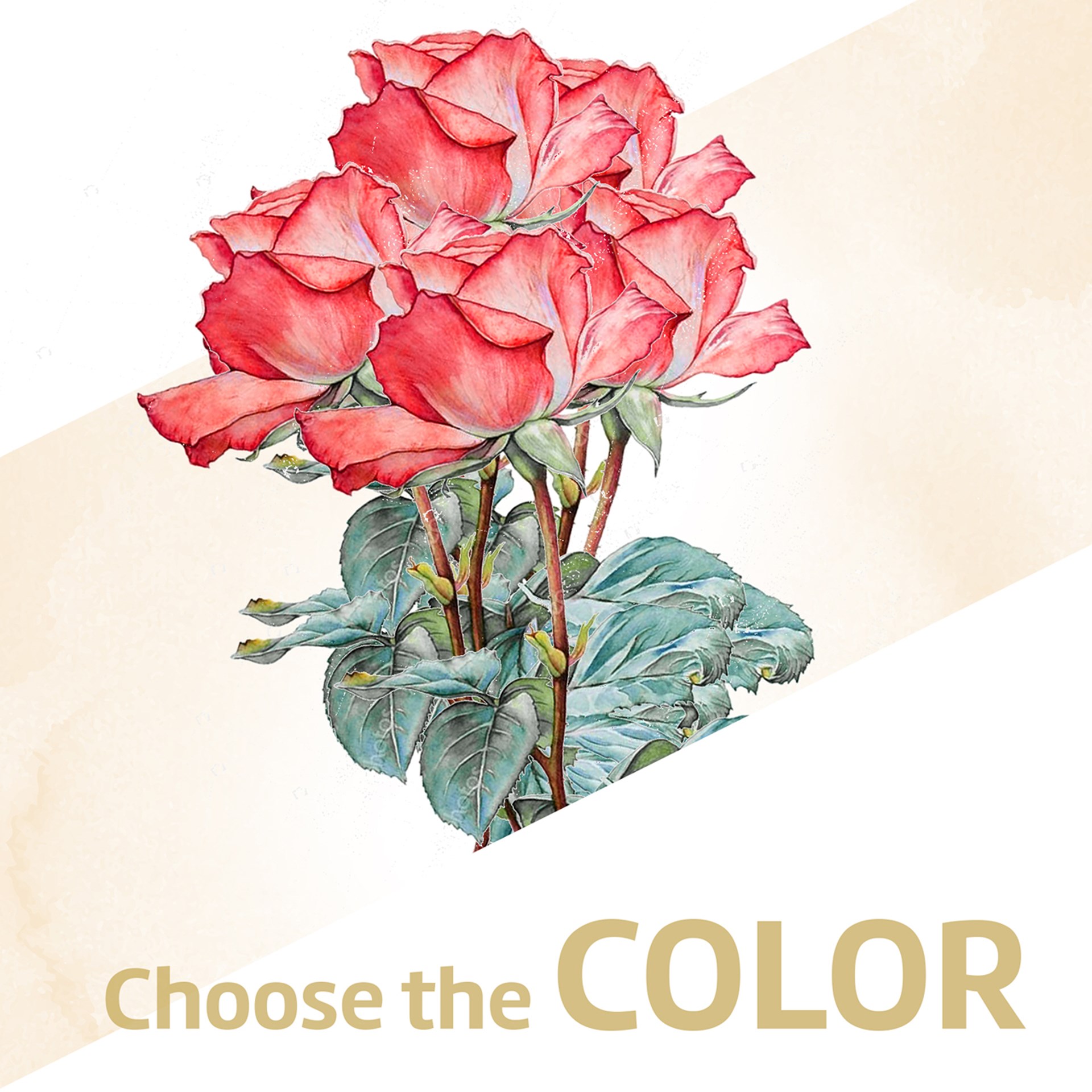 product image for 12 roses long stemmed