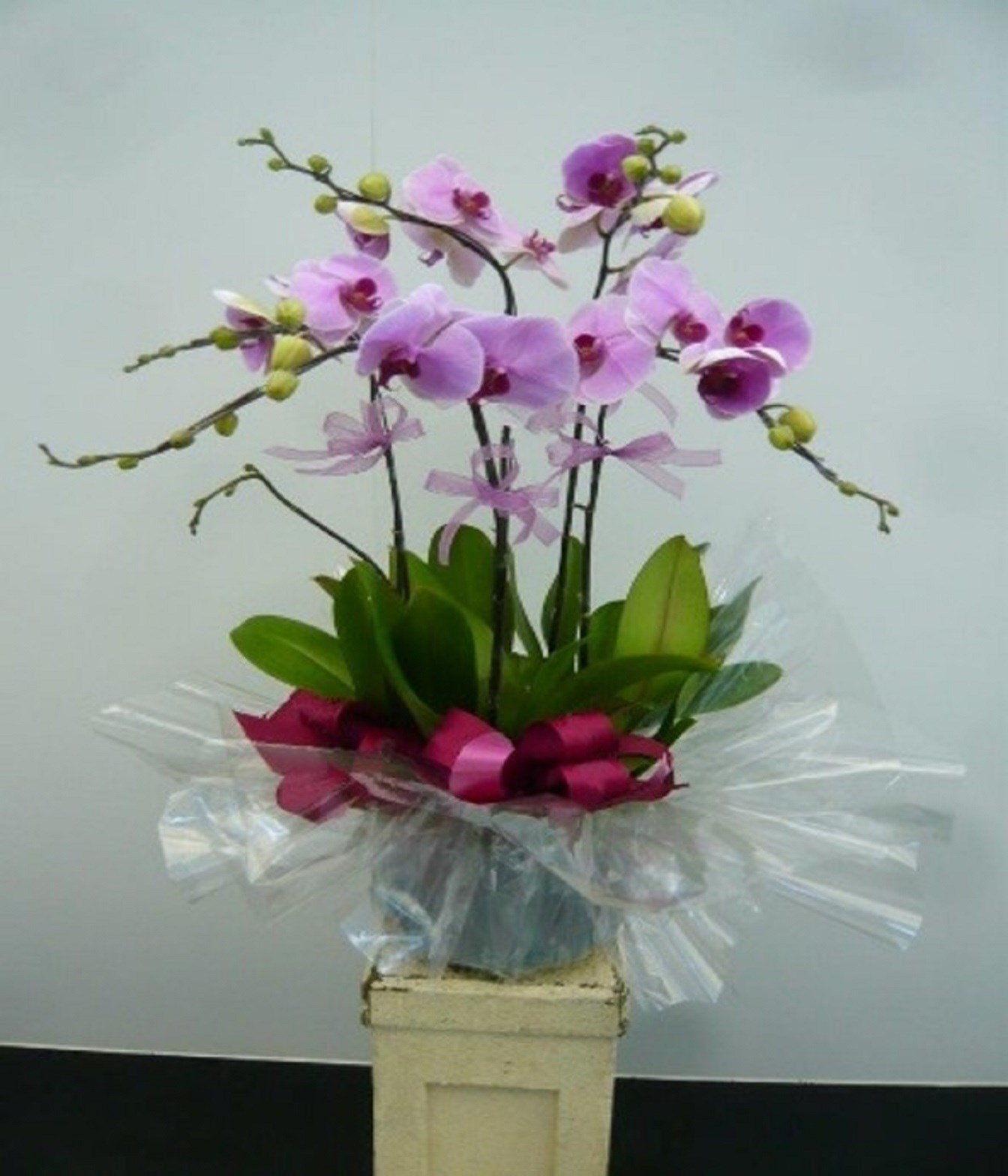 product image for 5 Stems Orchid Plant