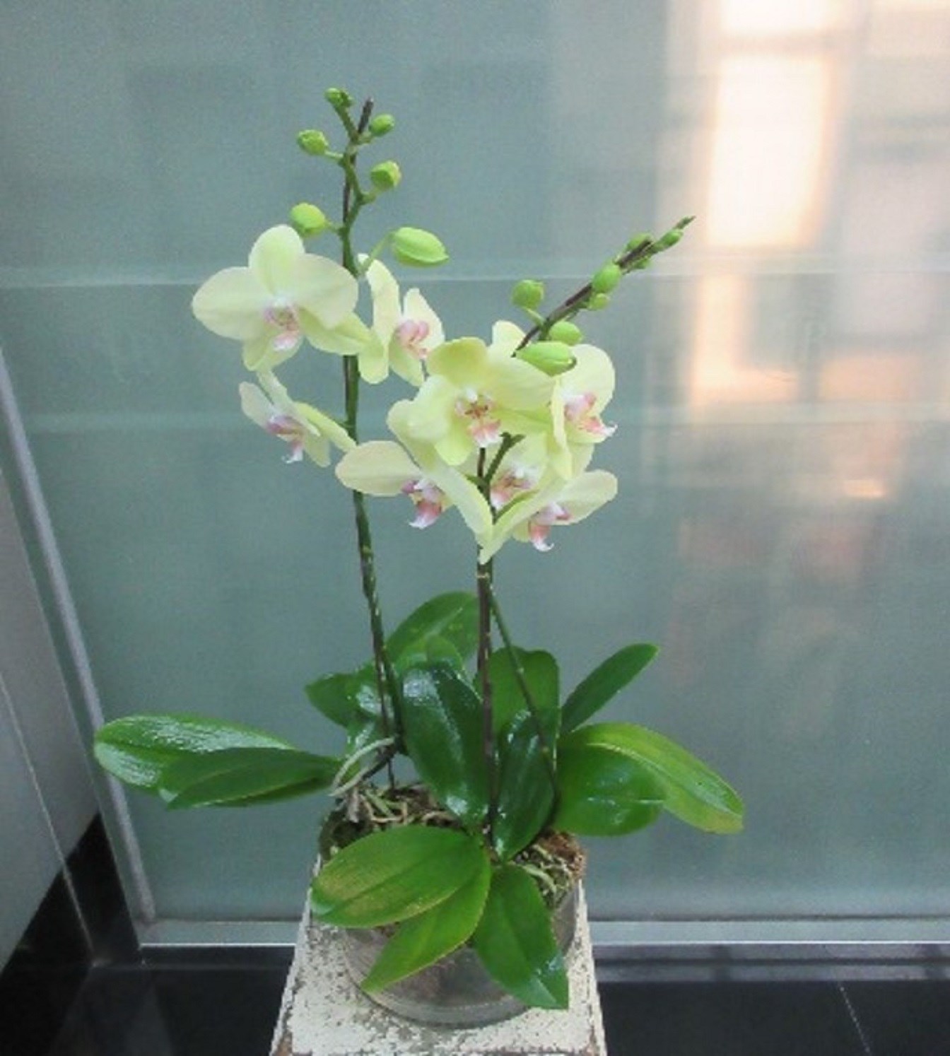 product image for 3 Stems Orchid Plant