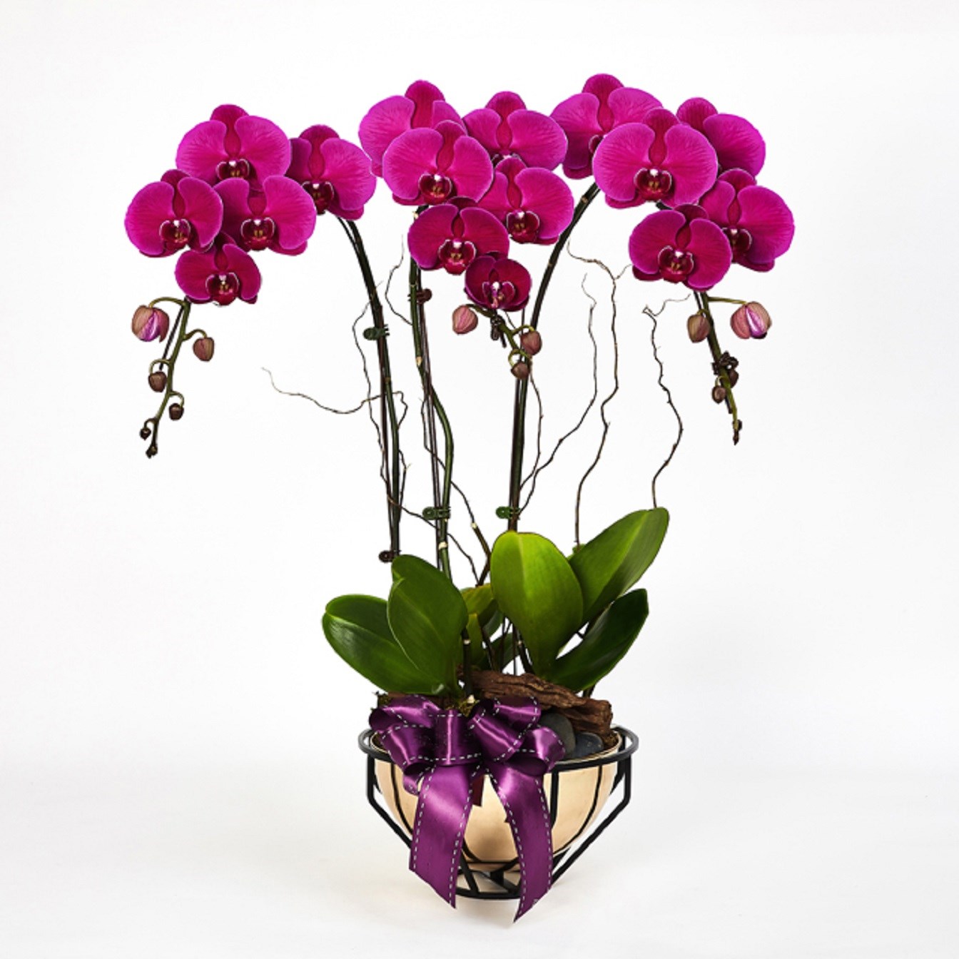 product image for Royal prosperity Purple Phalaenopsis