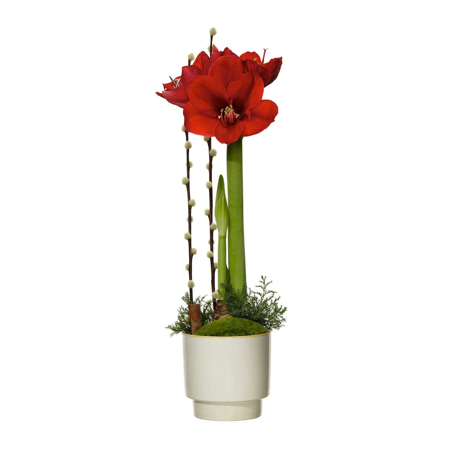 product image for Christmas amaryllis