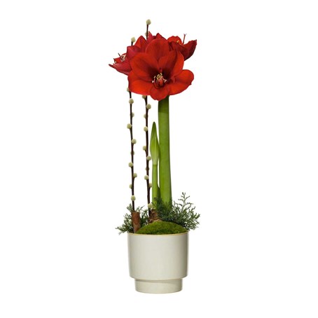 Christmas amaryllis