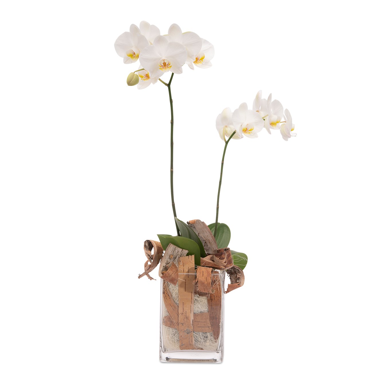 Floral arrangement with white orchid