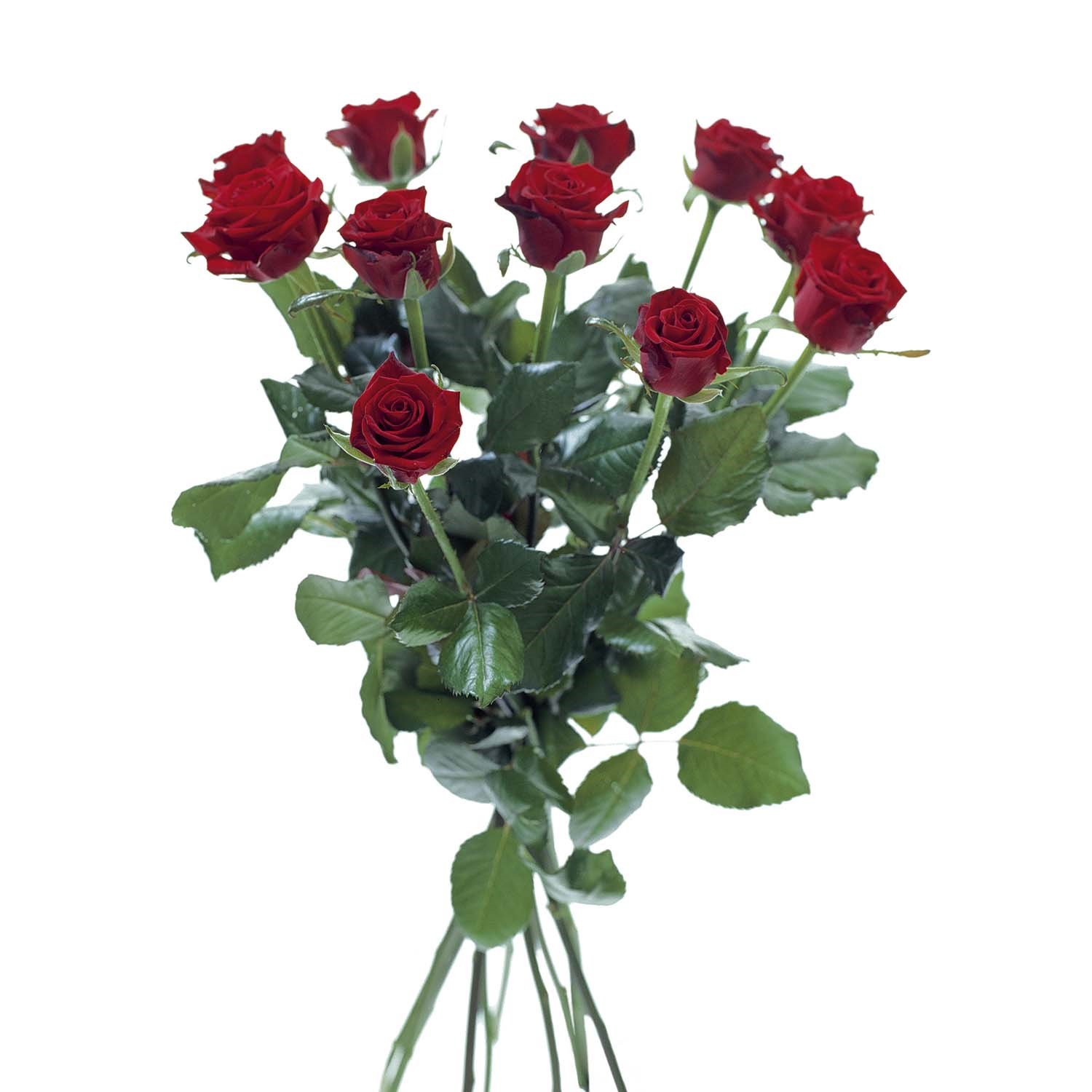 product image for 12 Medium Red Stem Roses