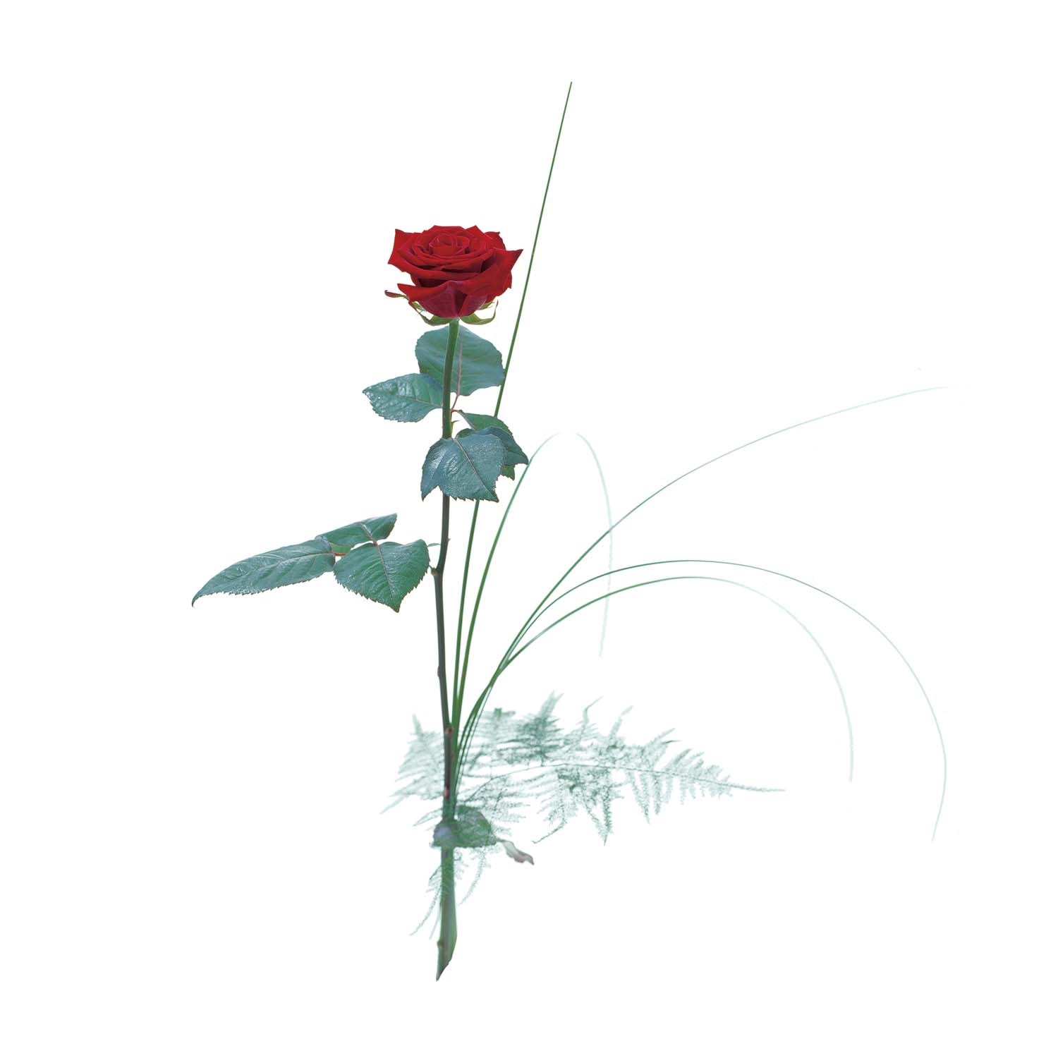 product image for Single Red Rose