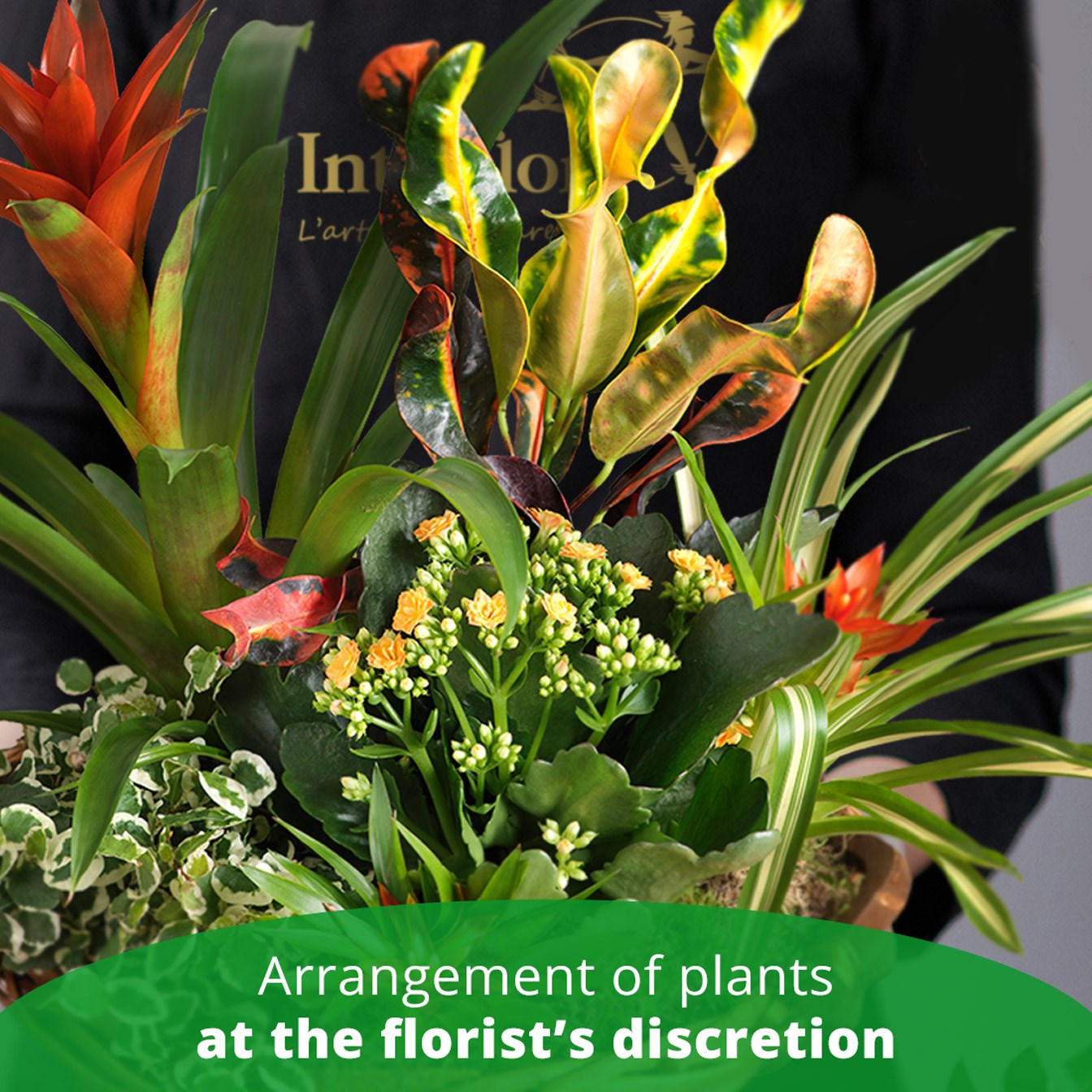 product image for Arrangement of Plants