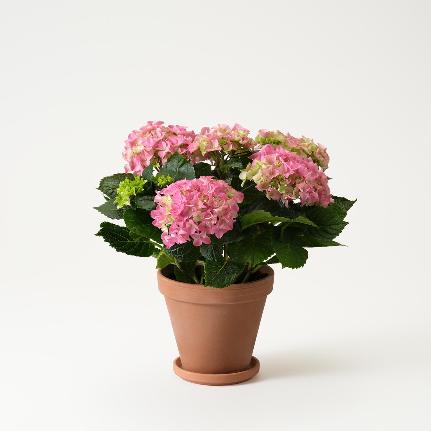 product image for Pink hortensia