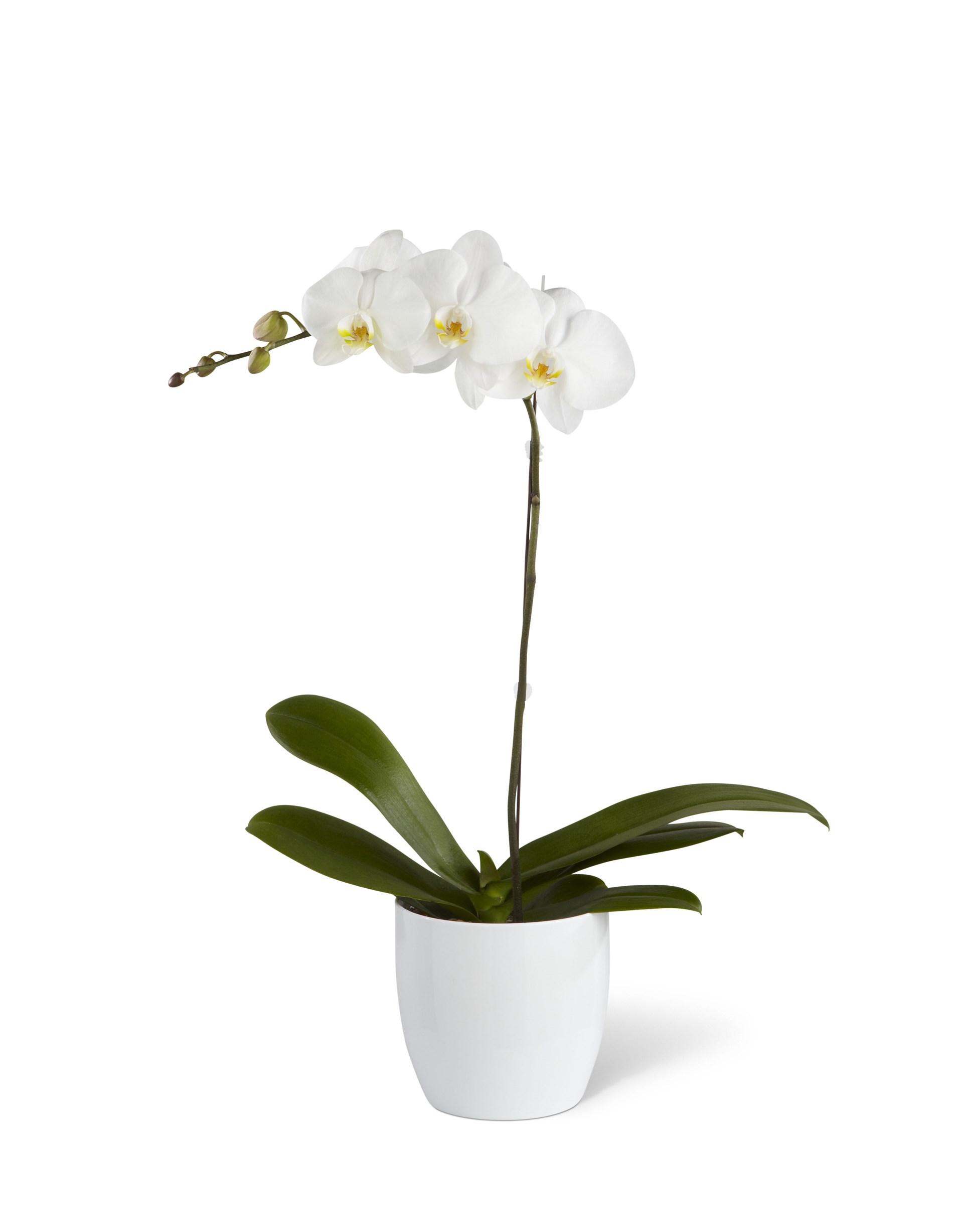product image for White Orchid Planter
