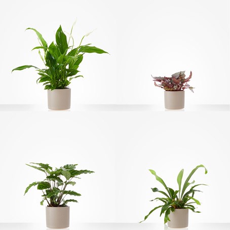 Arrangement of Plants